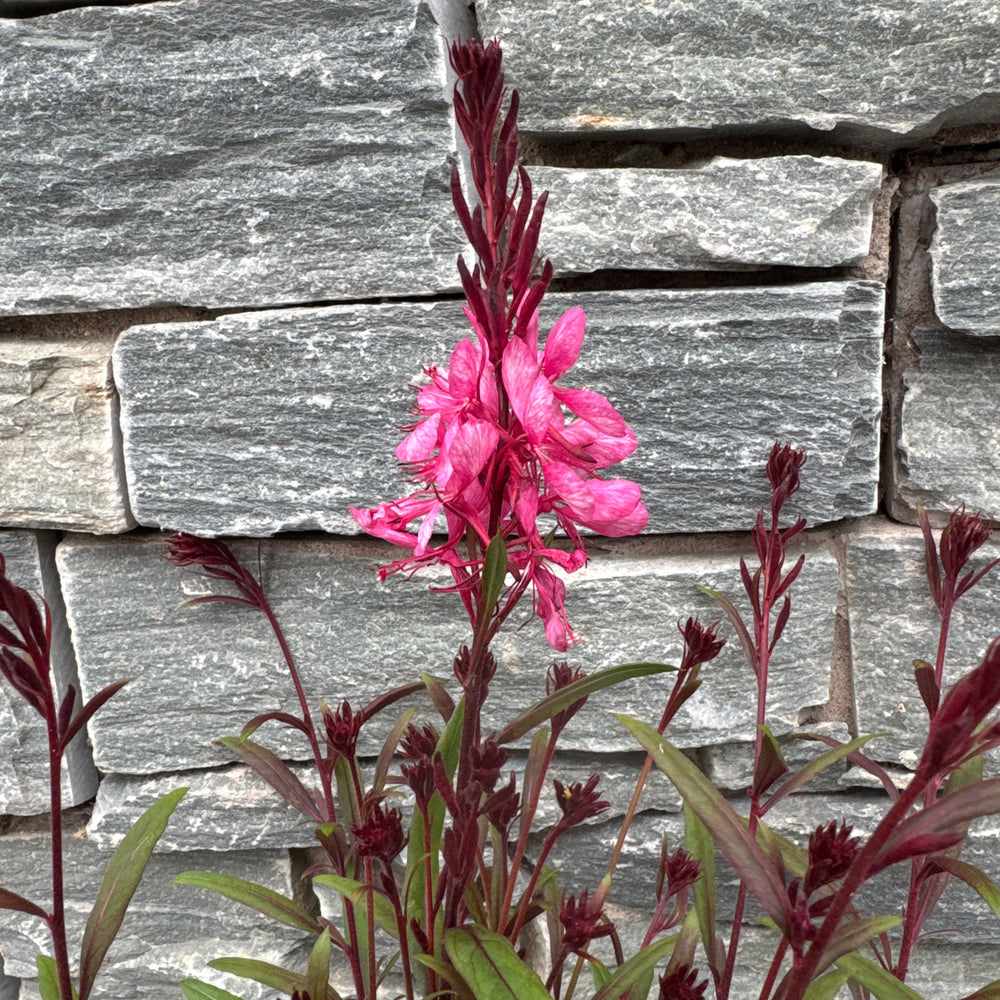 Gaura Gaudi Pink - Herbaceous - Windyridge Garden Centre