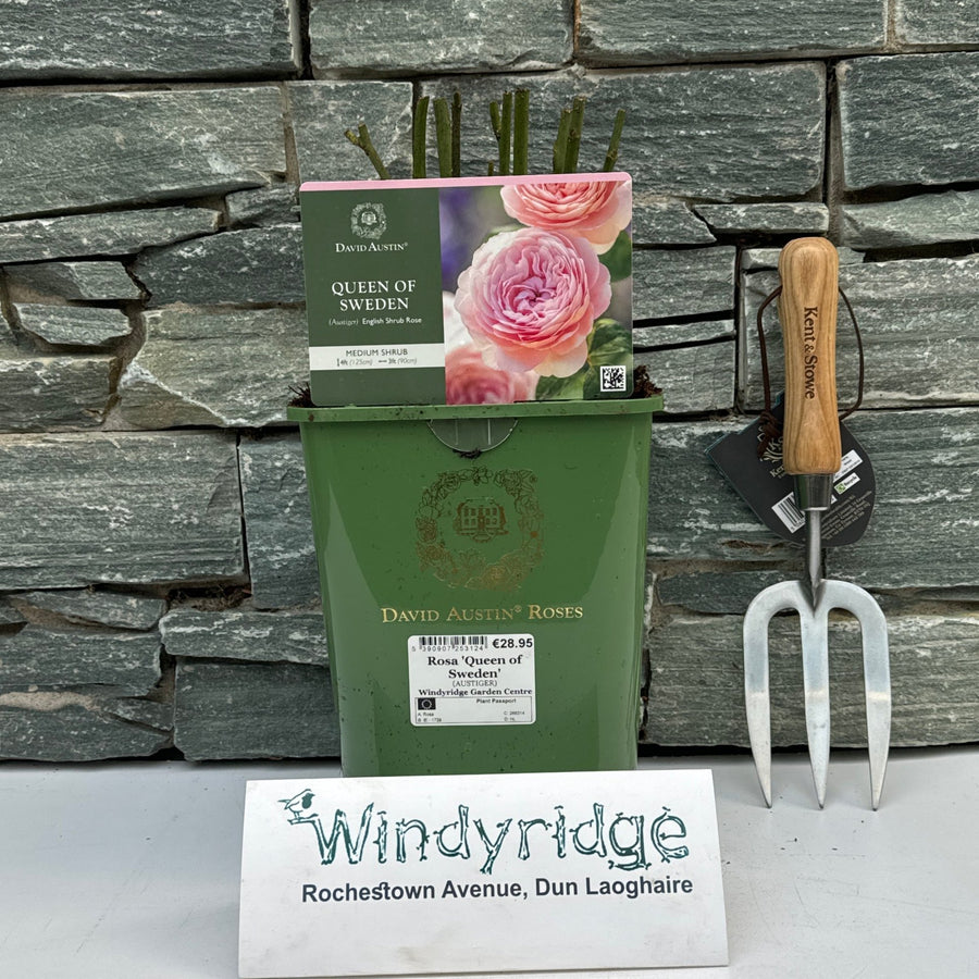 Rosa 'Queen Of Sweden' - Roses - Windyridge Garden Centre