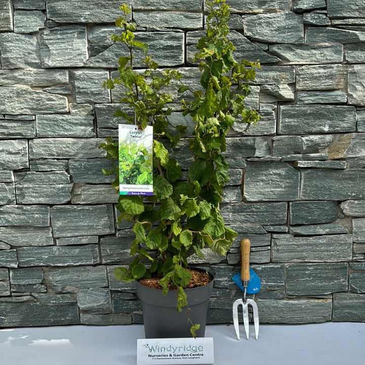Corylus avellana Twister  50-60 CM C7.5