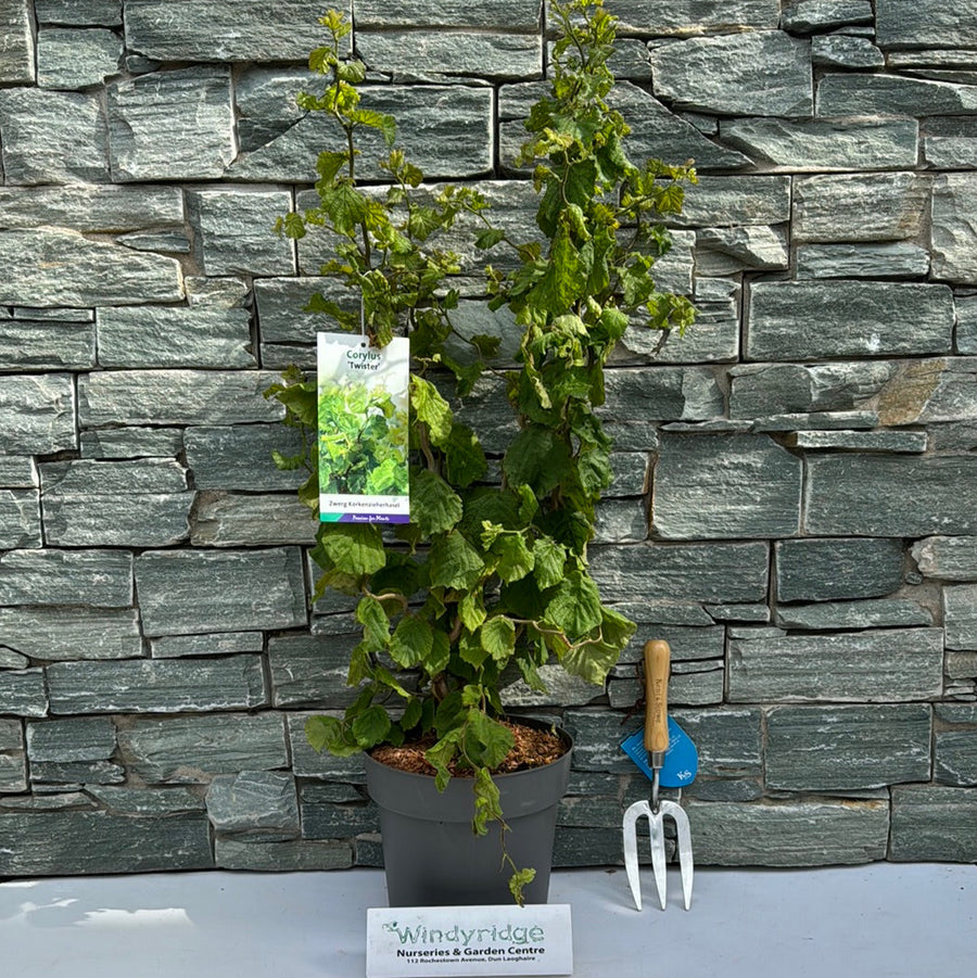 Corylus Avellana Twister  50-60 Cm C7.5 - Shrubs - Windyridge Garden Centre