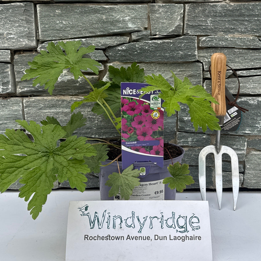 Geranium Dragon Heart - Herbaceous - Windyridge Garden Centre