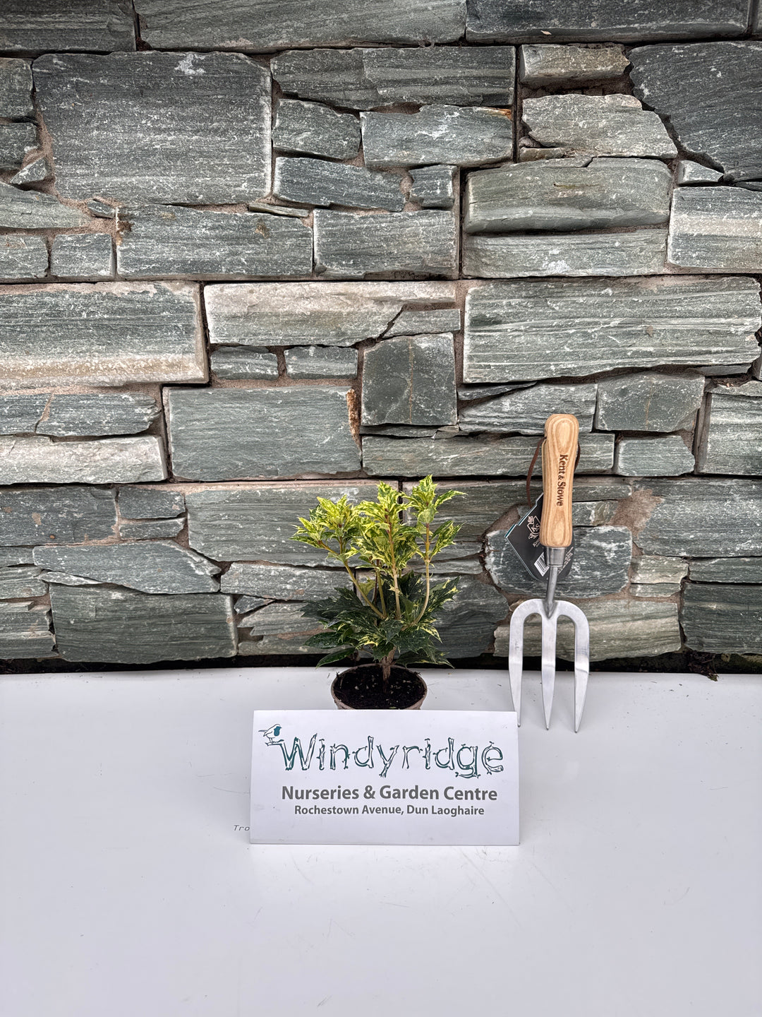 Osmanthus heter. Goshiki  P9