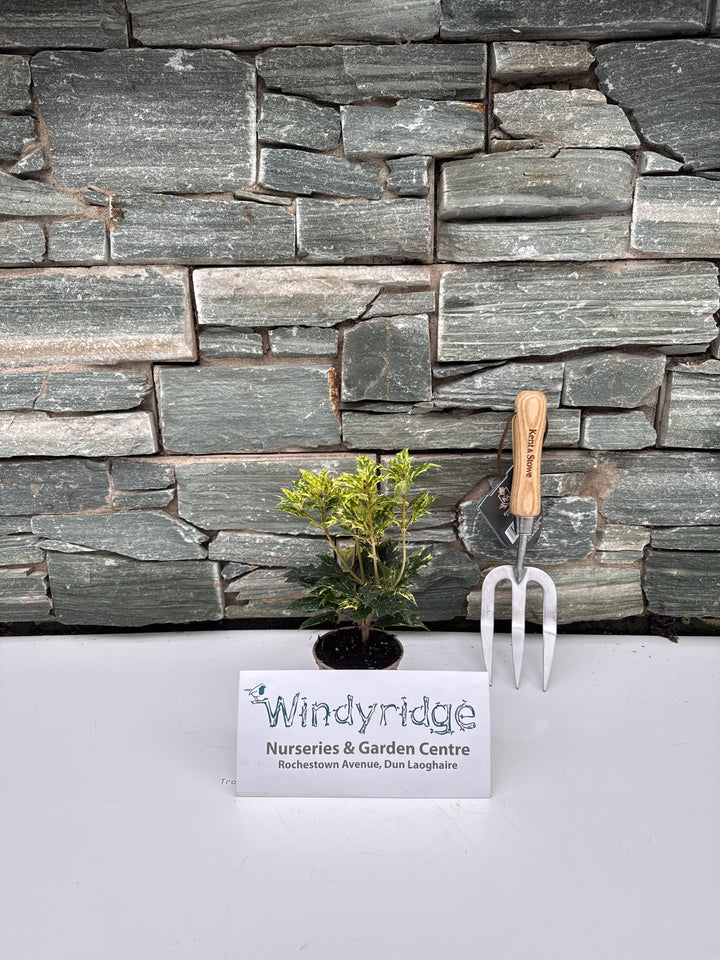 Osmanthus heter. Goshiki  P9