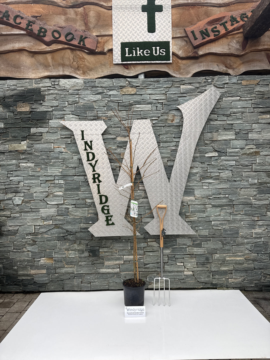 PRUNUS S. SHIROFUGEN