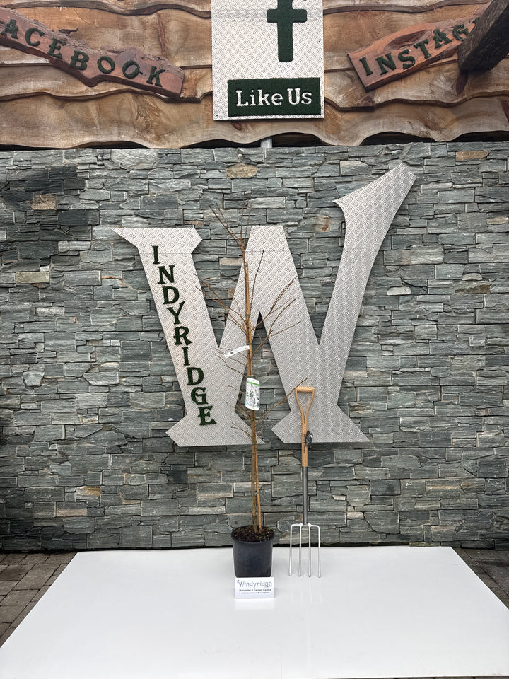 PRUNUS S. SHIROFUGEN