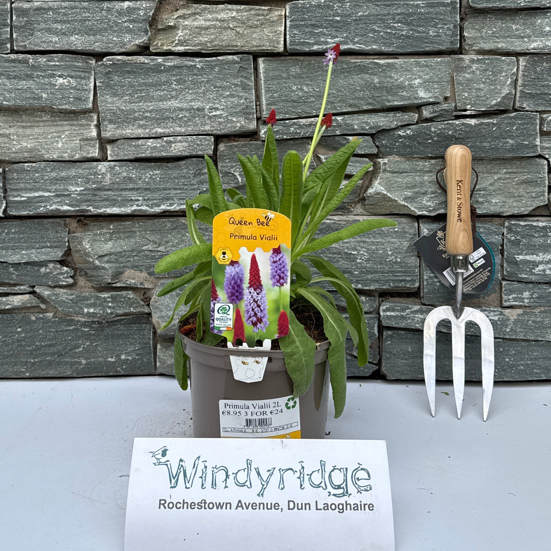 Primula Vialii 2L