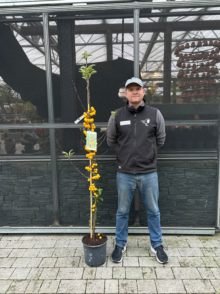 MALUS GOLDEN HORNET