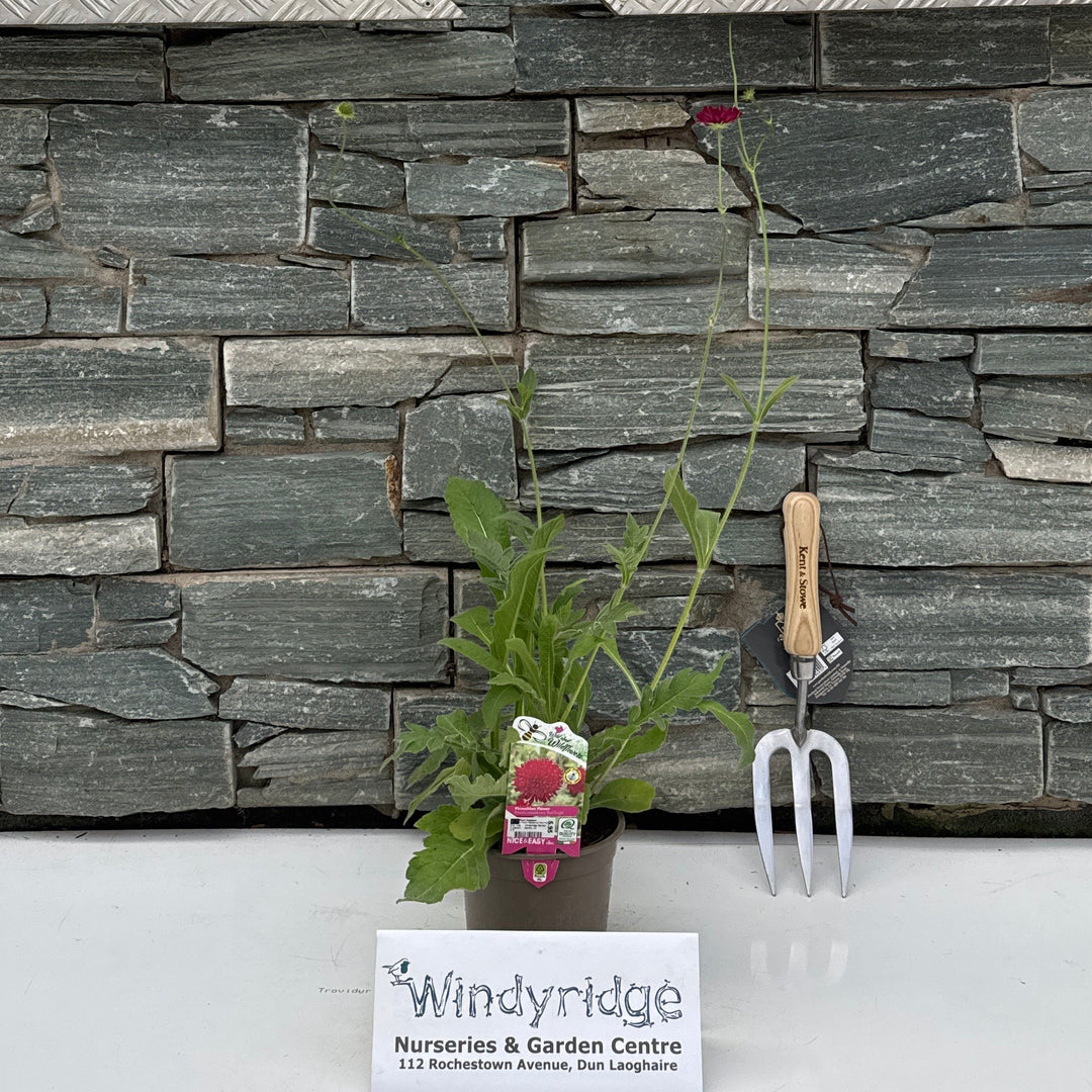 Knautia macedonica Red Knight