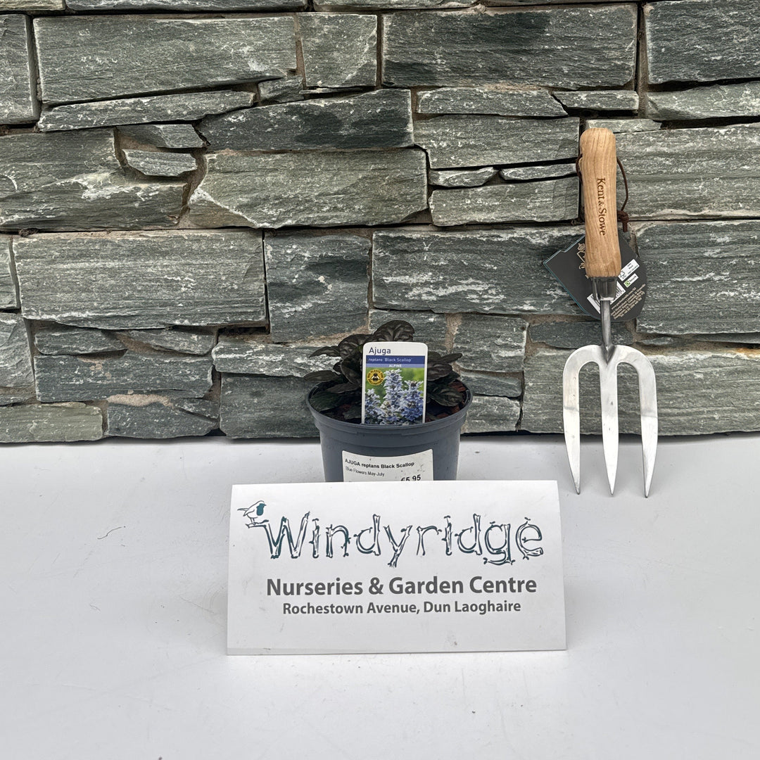 AJUGA reptans Black Scallop