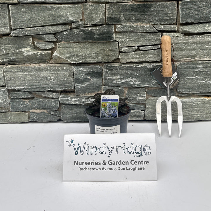 AJUGA reptans Black Scallop