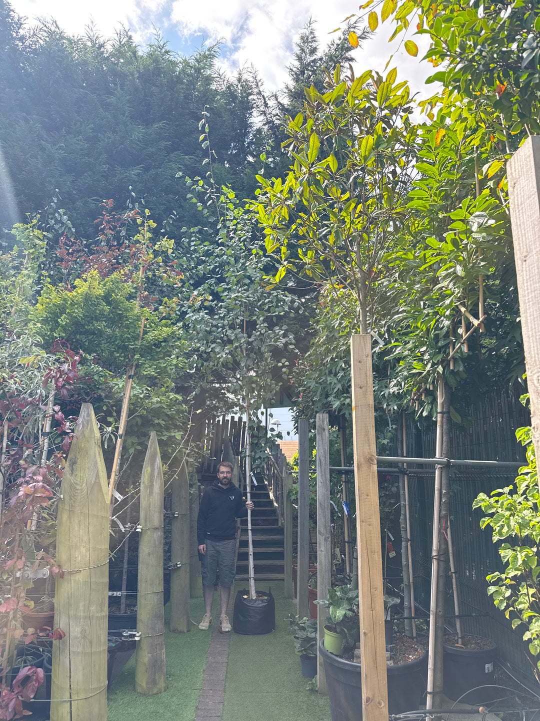 Betula Utilis  Jacquemontii std 10-12