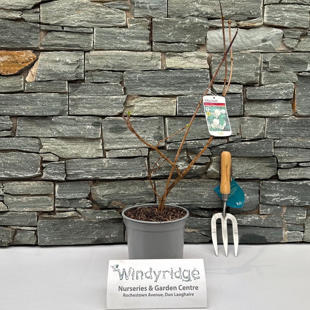 Viburnum Opulus Roseum - Shrubs - Windyridge Garden Centre