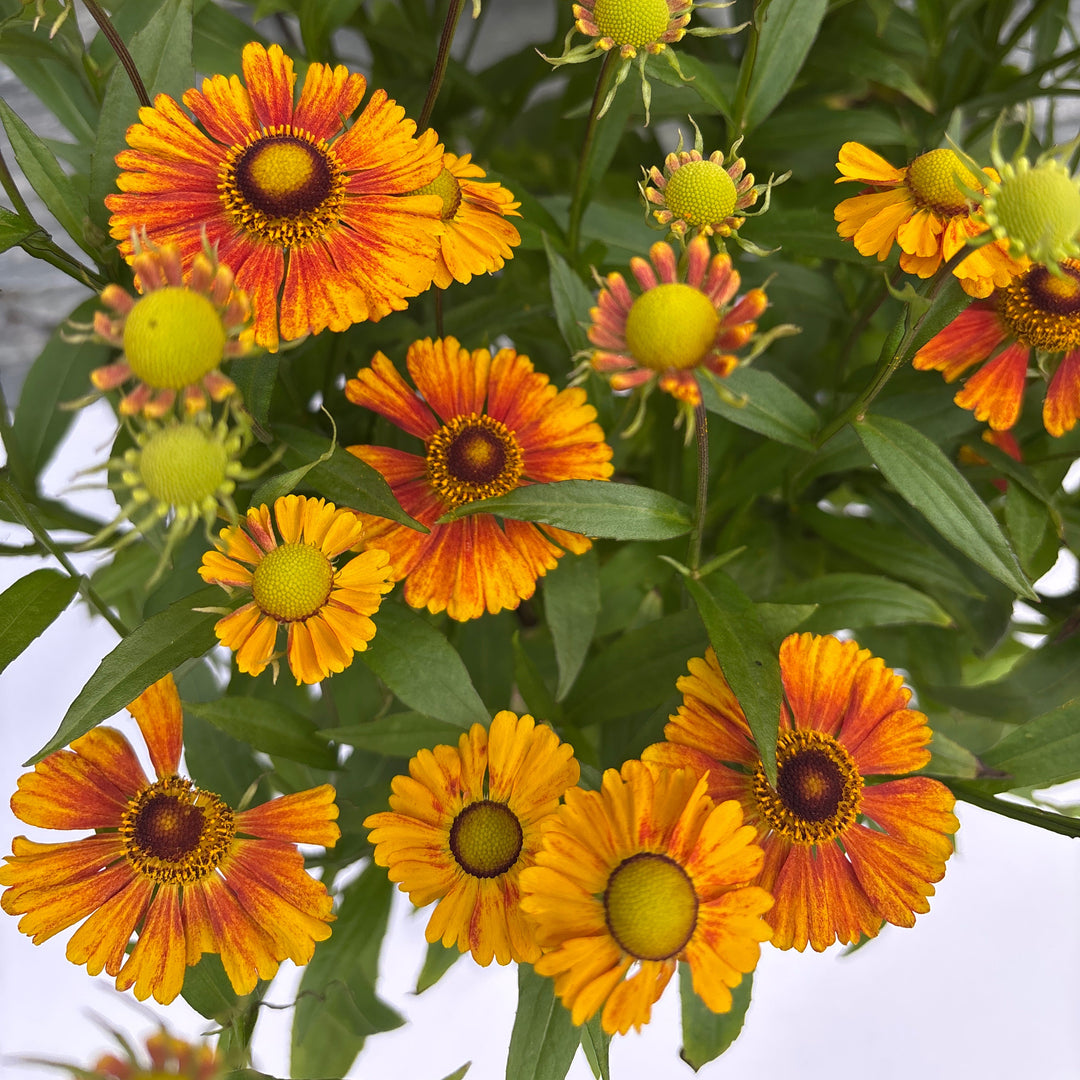 HELENIUM Peach Sundae