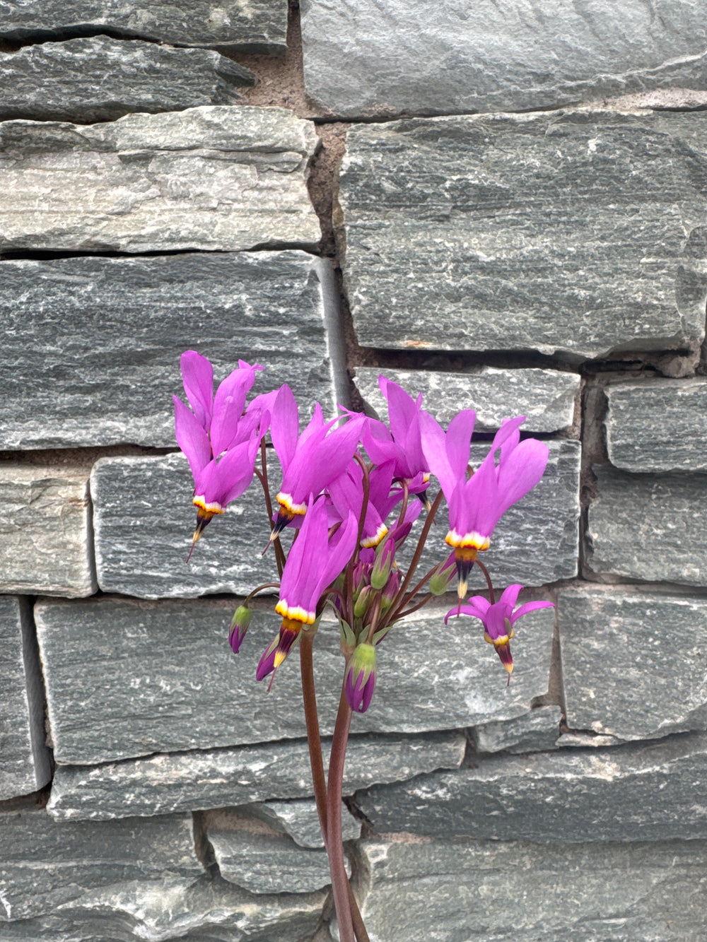 Dodecatheon P. 'Red Wings' - Herbaceous - Windyridge Garden Centre