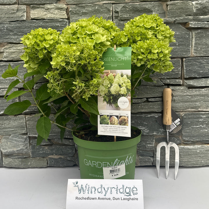 Hydrangea Paniculata Gardenlights Mix C5 50cm