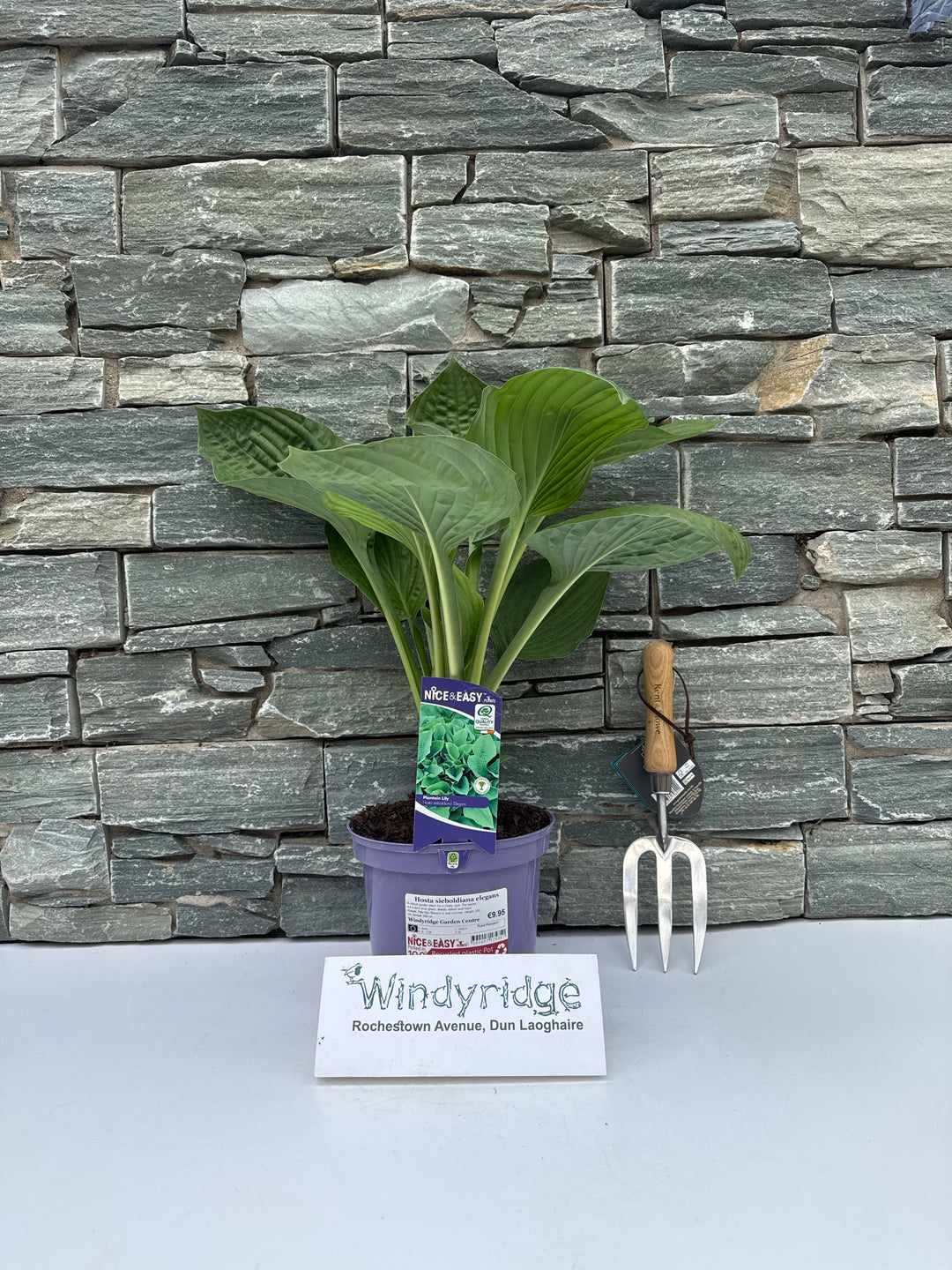 Hosta sieboldiana elegans