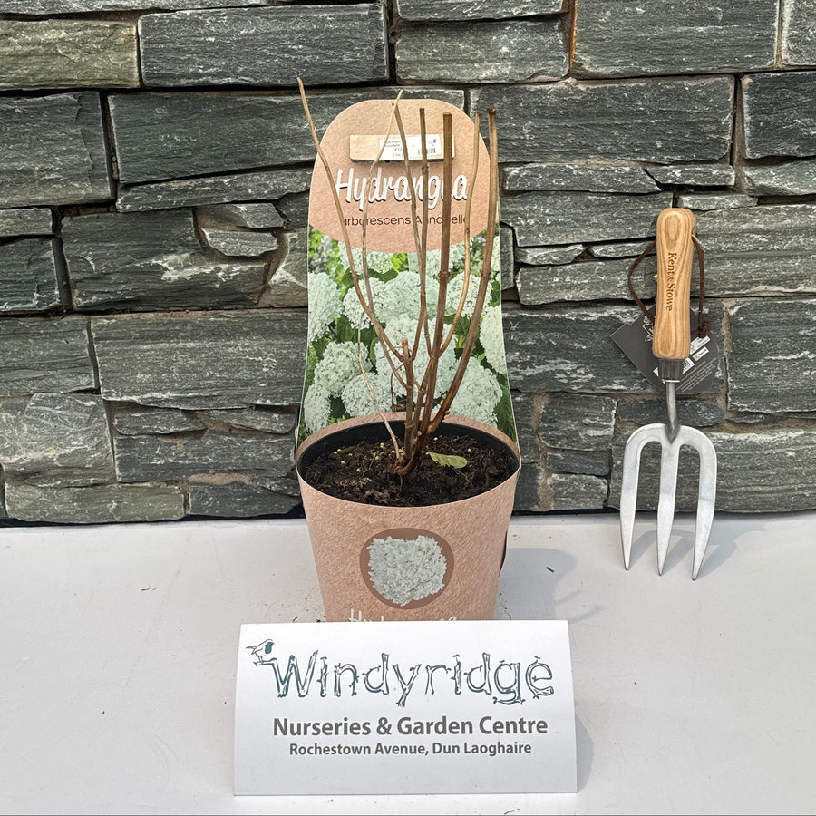 Hydrangea Arb. Annabelle - Shrubs - Windyridge Garden Centre