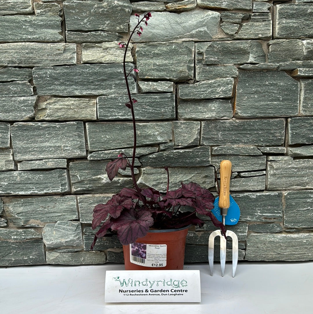 HEUCHERA Electric Plum