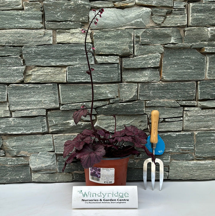 HEUCHERA Electric Plum