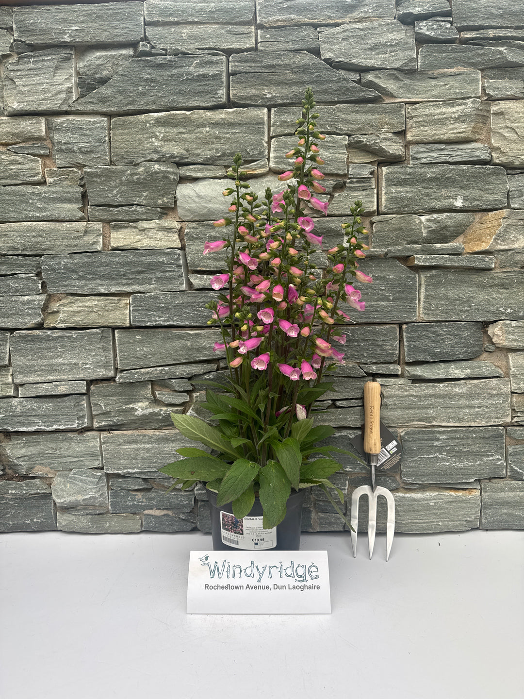 DIGITALIS Lucas Pink
