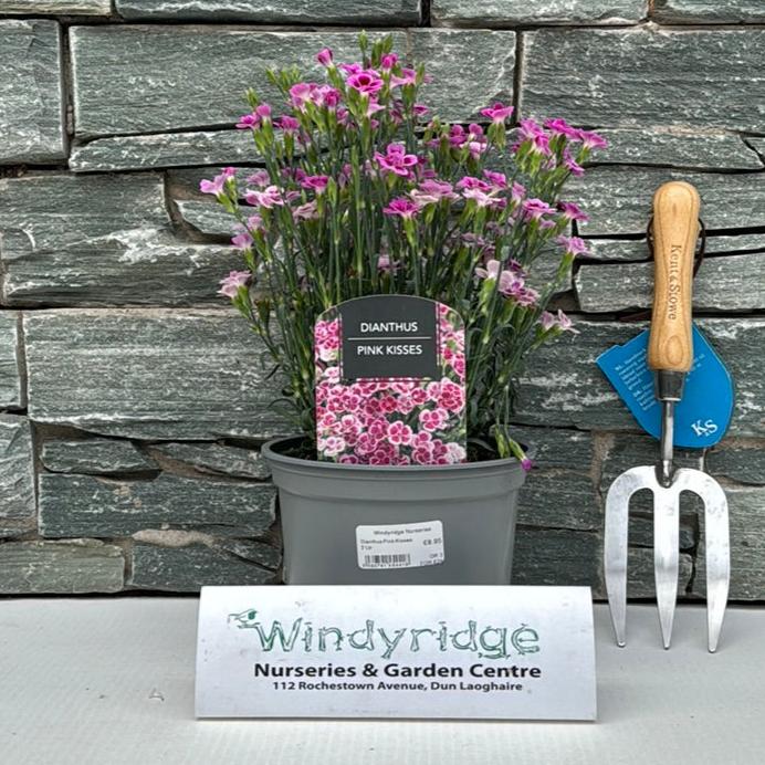 Carnation Dianthus Pink Kisses (2Ltr Pot)