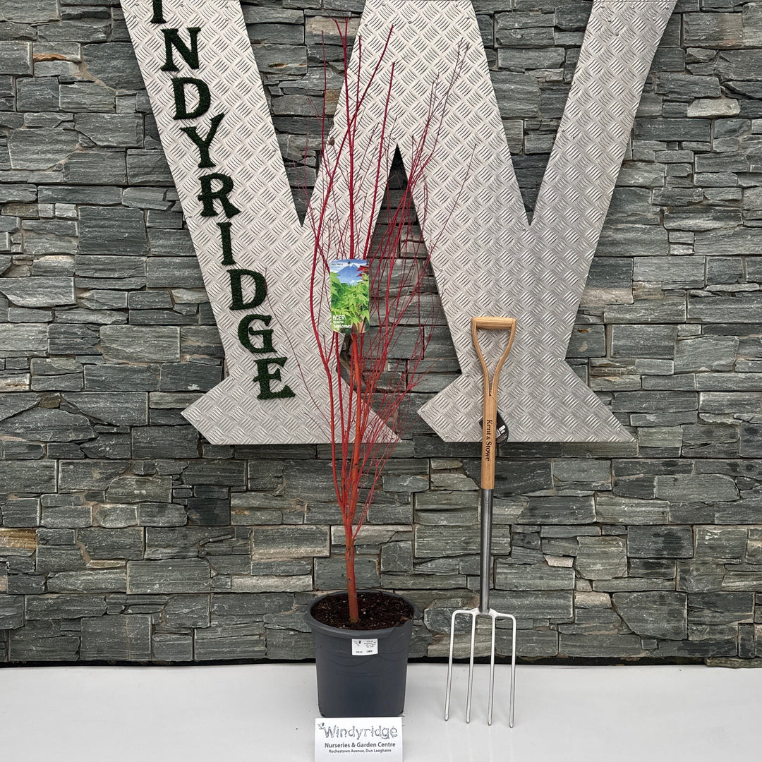 Acer Pal. Sangokaku 100-125 Cm Deco 15L. Bush - Trees - Windyridge Garden Centre