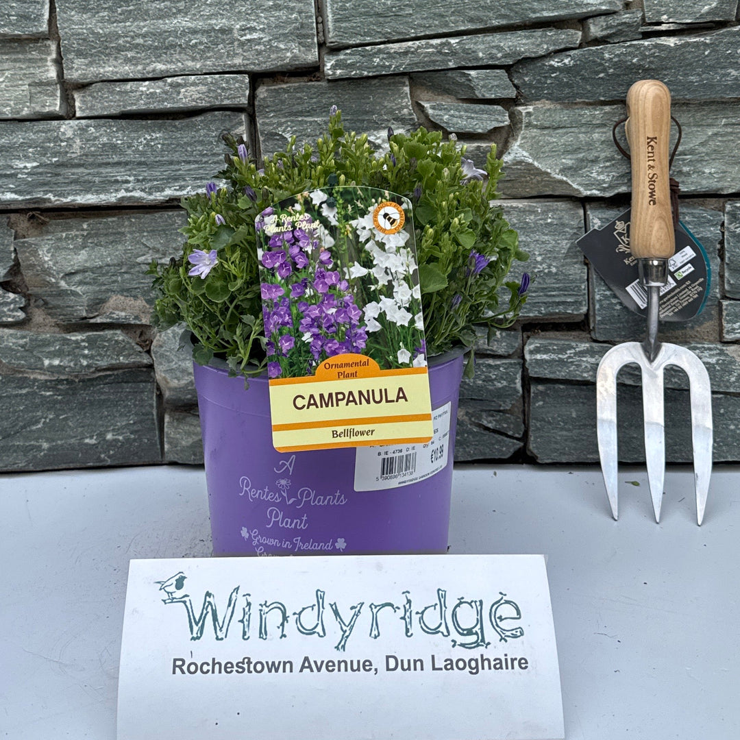 CAMPANULA IN VARIETIES