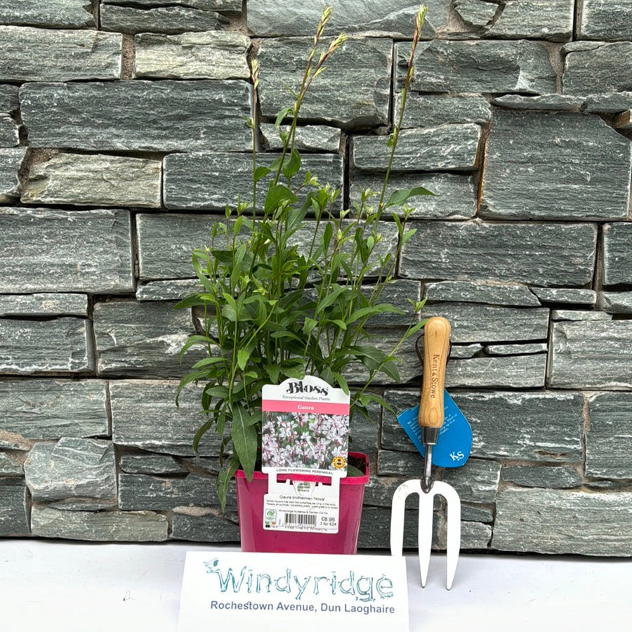 Gaura Lindheimeri Nova - Herbaceous - Windyridge Garden Centre