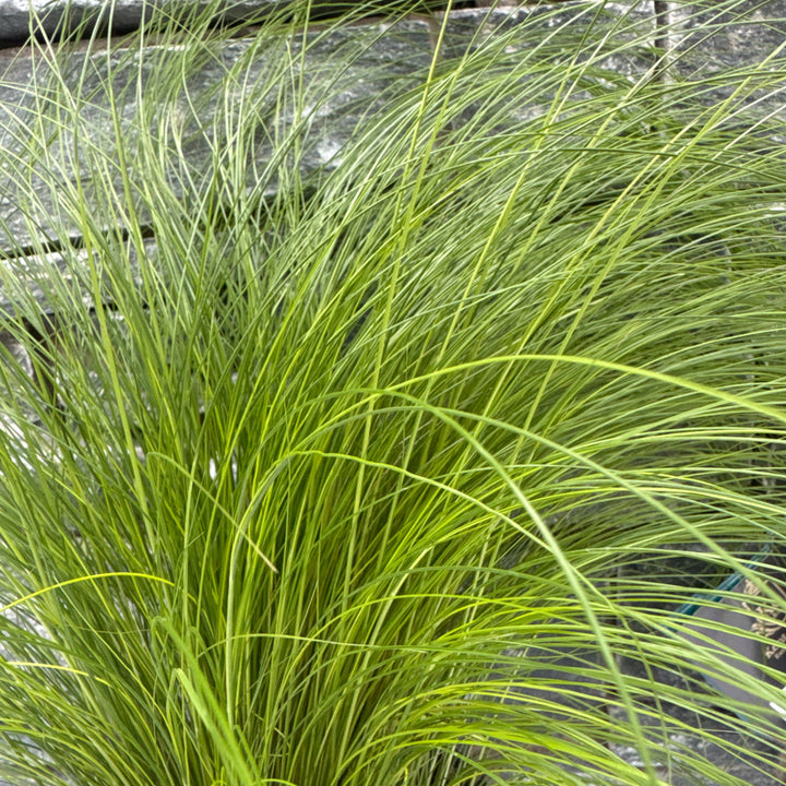 Stipa tenuissima Ponytails