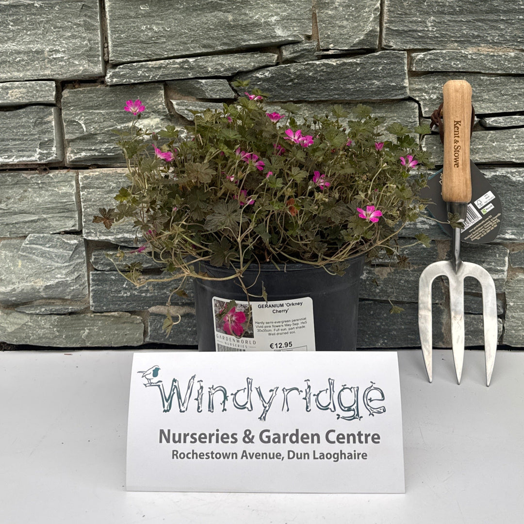 GERANIUM Orkney Cherry 3Ltr Pot