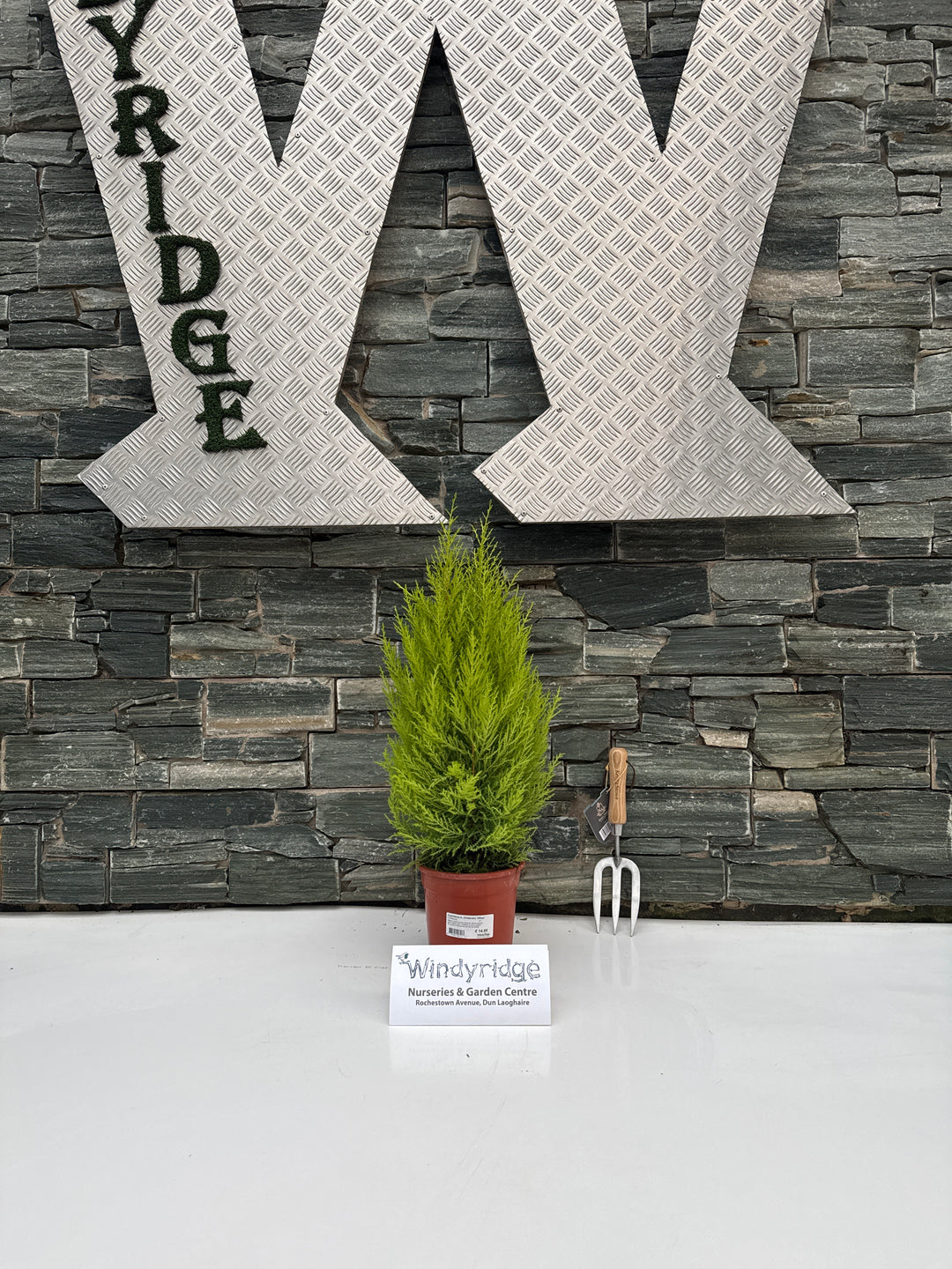 Cupressus m. (Goldcrest) Wilma  P17