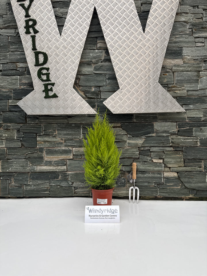 Cupressus m. (Goldcrest) Wilma  P17