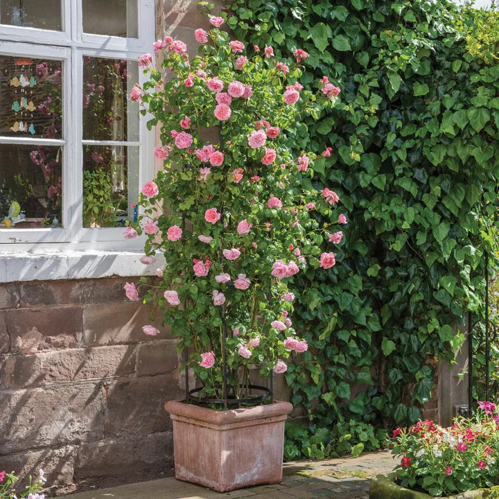 David-Austin-Rosa-Strawberry-Hill-Potted-1