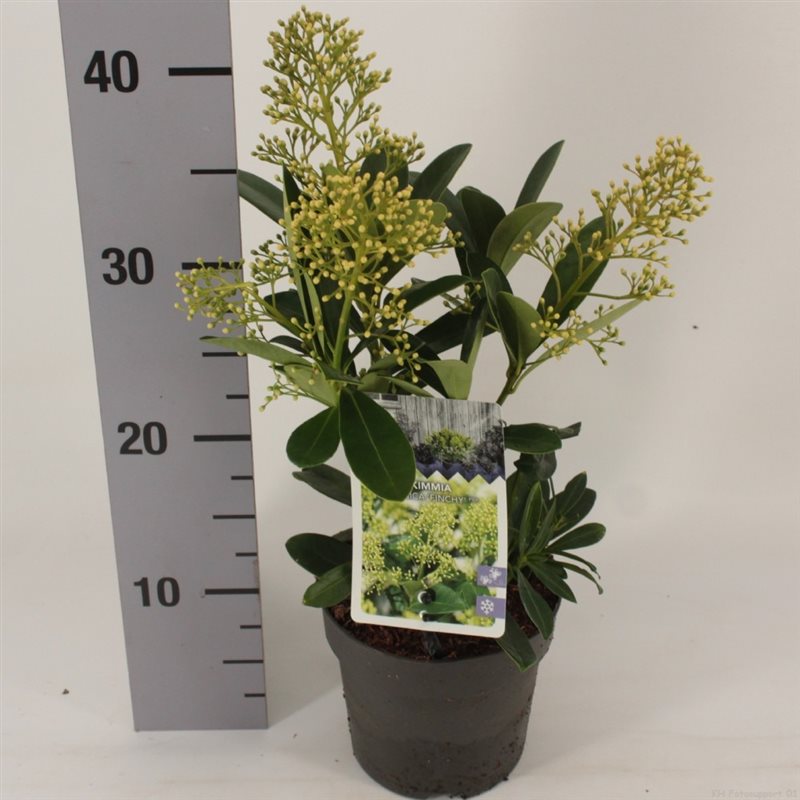 Skimmia-jap.-Finchy-Potted