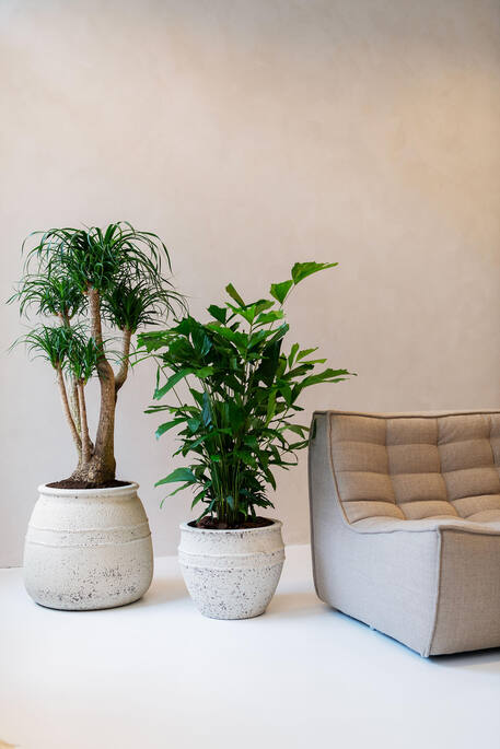 Athena M, Chalk White  Ø33Cm - Pots - Windyridge Garden Centre
