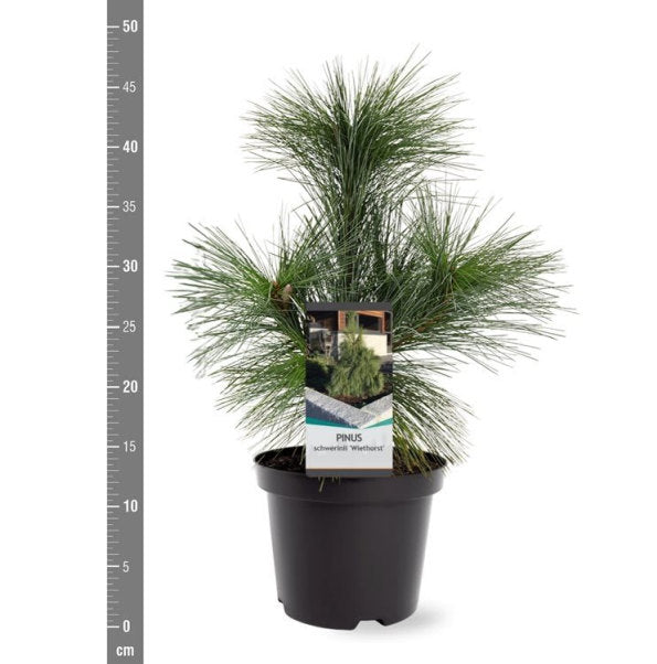 Pinus schwerinii Wiethorst  30-40 CM 3 Ltr
