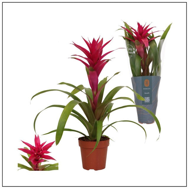 Guzmania 'Voila' Mimesis line - Indoor Plants - Windyridge Garden Centre