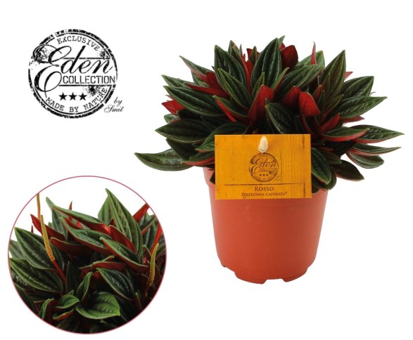 Peperomia Cap.  Rosso - Indoor Plants - Windyridge Garden Centre
