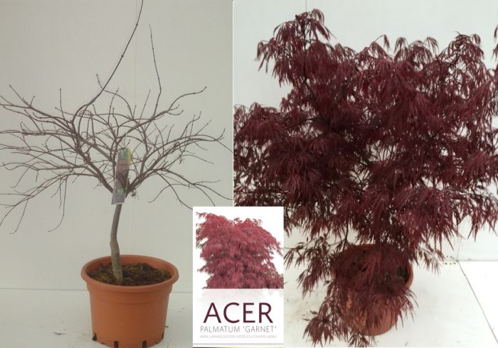 Acer palmatum Garnet  (15 Ltr pot)