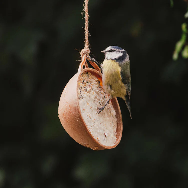 Peckish Complete Ecofeast Suet Feeder Single - Bird Care And Wildlife - Windyridge Garden Centre