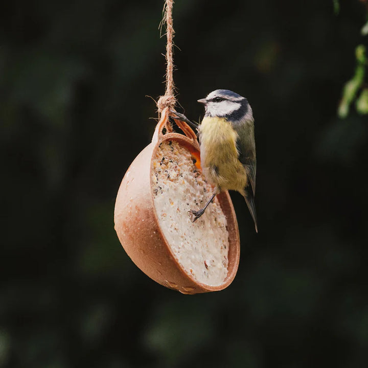 Peckish Complete Ecofeast Suet Feeder Single - Bird Care And Wildlife - Windyridge Garden Centre