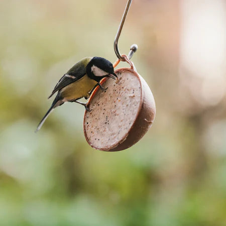 Peckish Complete Ecofeast Suet Feeder4 Pack - Bird Care And Wildlife - Windyridge Garden Centre