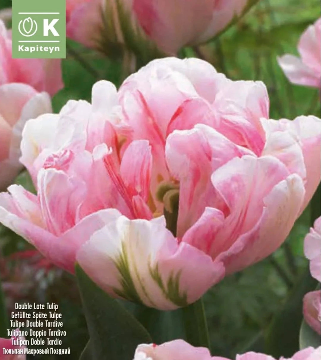 Loose Tulipa Finola 10 -  - Windyridge Garden Centre