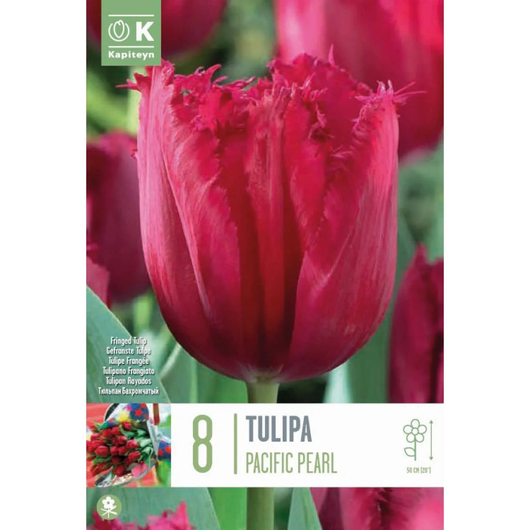 TULIP FRINGED  PACIFIC PEARL 8 Bulbs