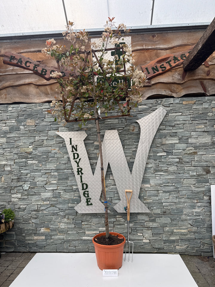 PHOTINIA SERR. RED ROBIN CLT 55   CIRC. TR. 10 - 12 CM  STD SPALL. LEGNO SU STELO 100 X 100 CM