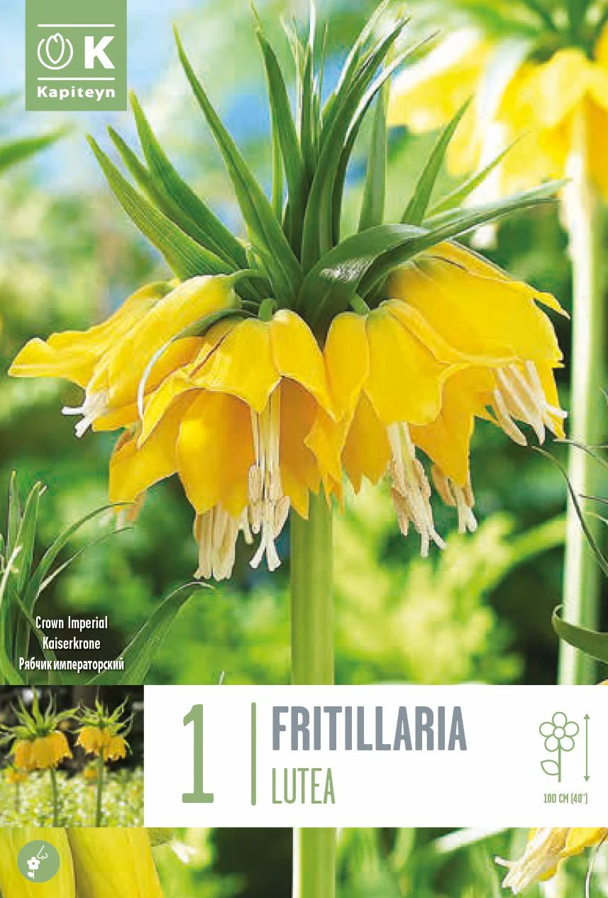 FRITILLARIA LUTEA X 1