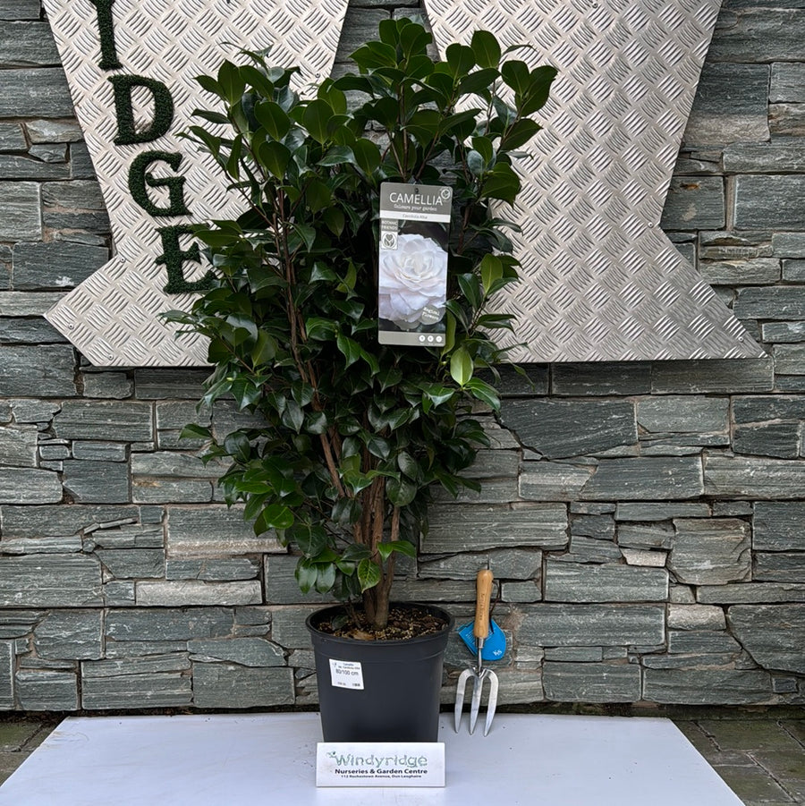 Camellia Jap .Centifolia Alba - Shrubs - Windyridge Garden Centre