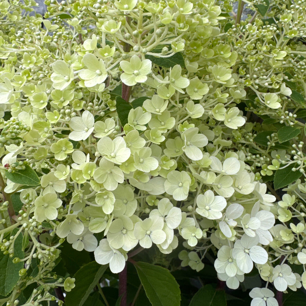 Hydrangea Pan. Bobo - Shrubs - Windyridge Garden Centre