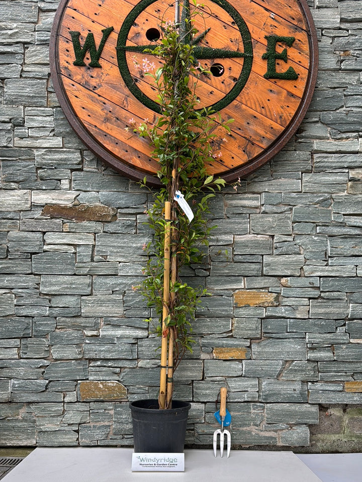 RHYNCOSPERMUM JASM. ROSE CLT 10 H 150 - 200 CM