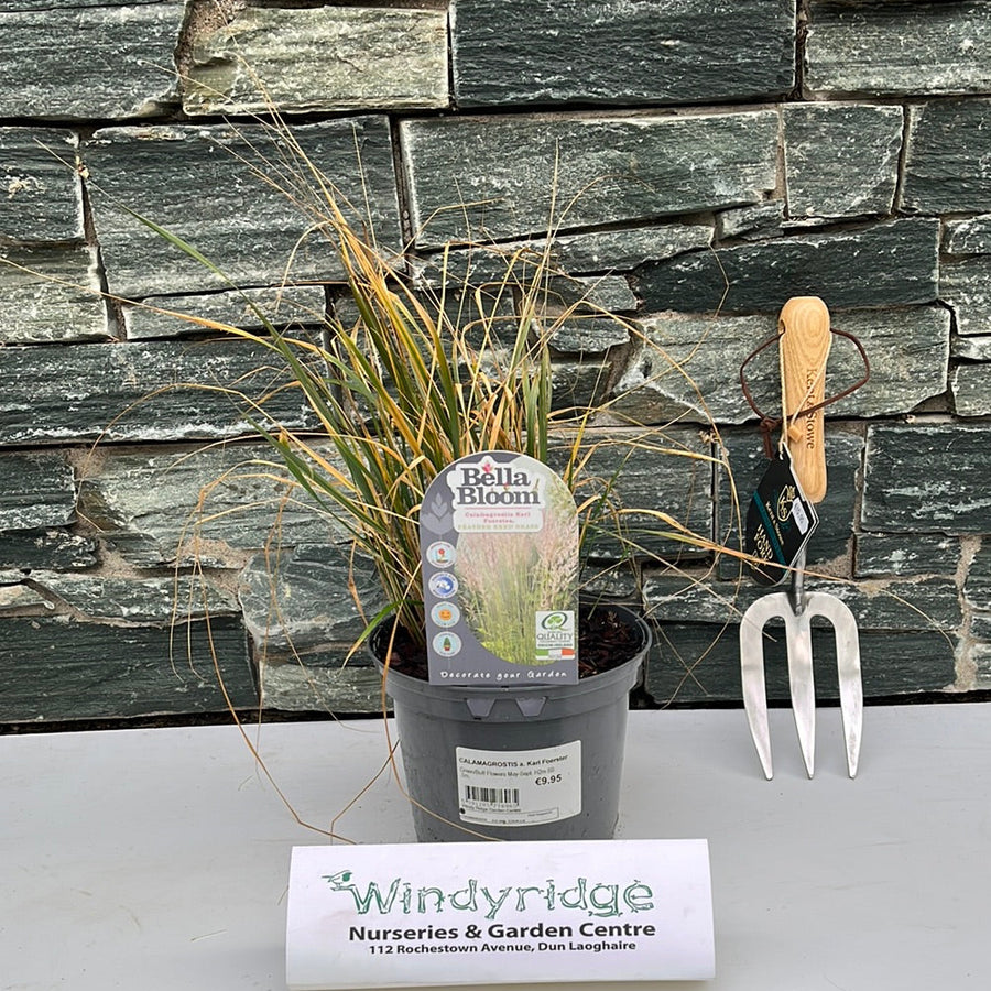 Calamagrostis A. Karl Foerster - Herbaceous - Windyridge Garden Centre